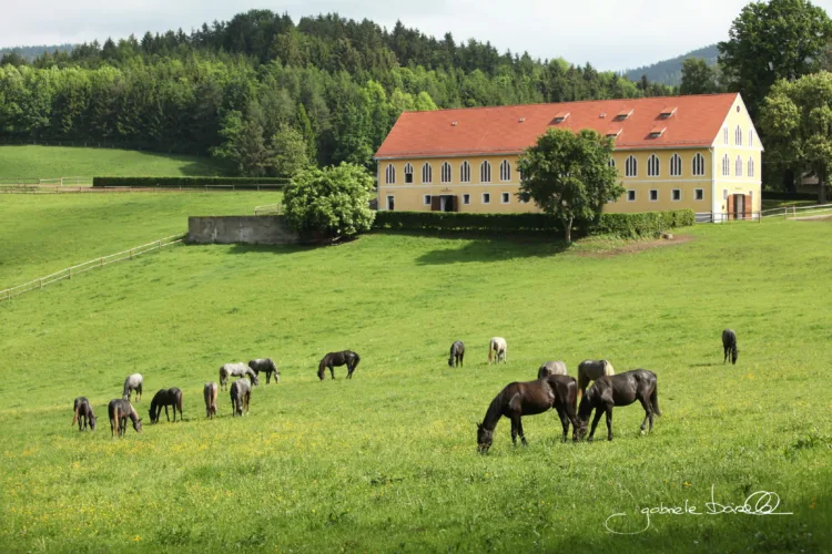 von Weitem sind dunkle Pferde auf einer westflächigen Wiese zu sehen. Im Hintergrund ein gelbes Gebäude.